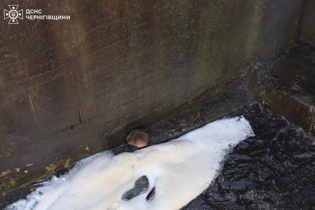 Каждая жизнь - важна. Невероятное спасение ондатры попало на видео
