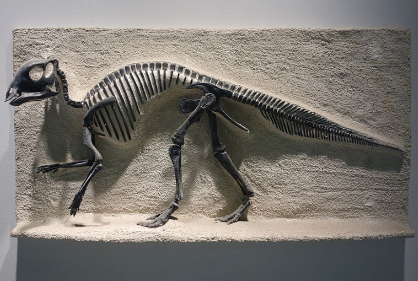 Невероятно, но факт. Ученые определили, отличались ли на самом деле самки динозавров от самцов