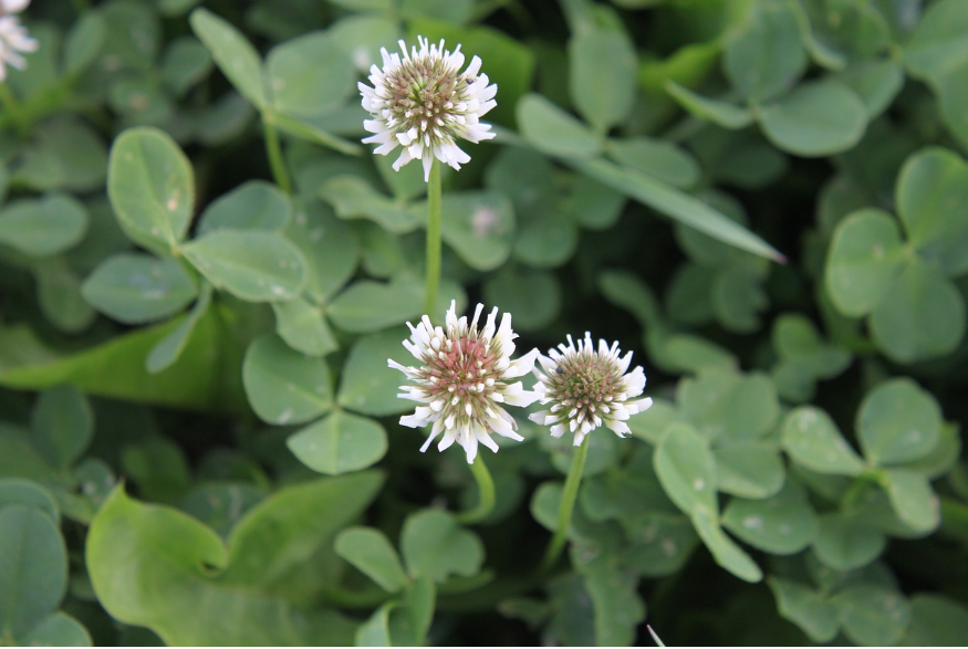 Стане кращою за чорнозем! Як зробити землю більш родючою без добрив