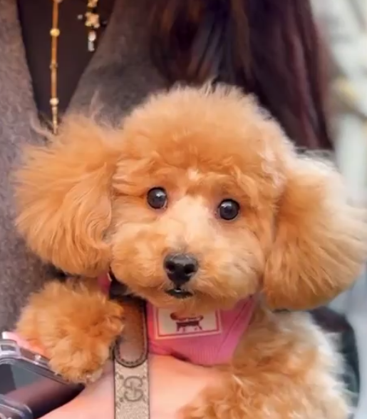 Інспекторка Львівської митниці показала брендовий "лук" за 8 тисяч доларів. Вже за годину її звільнили