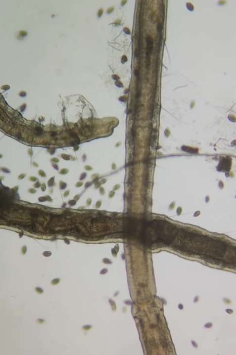 Воду з-під крана показали під мікроскопом, але найбільш "цікавеньке" помітили на аераторі (відео)