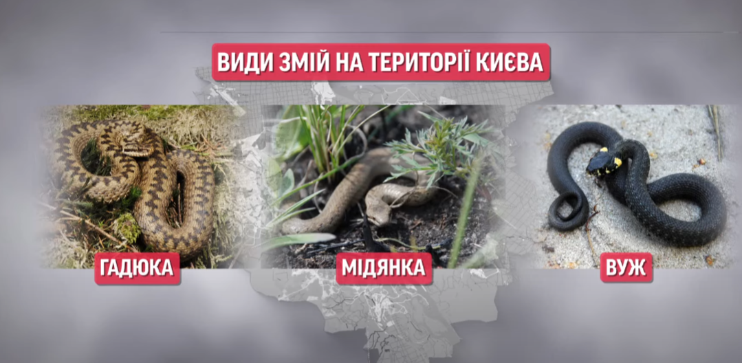 У Києві все частіше помічають змій: чи варто боятися "навали" та як захиститися від укусів