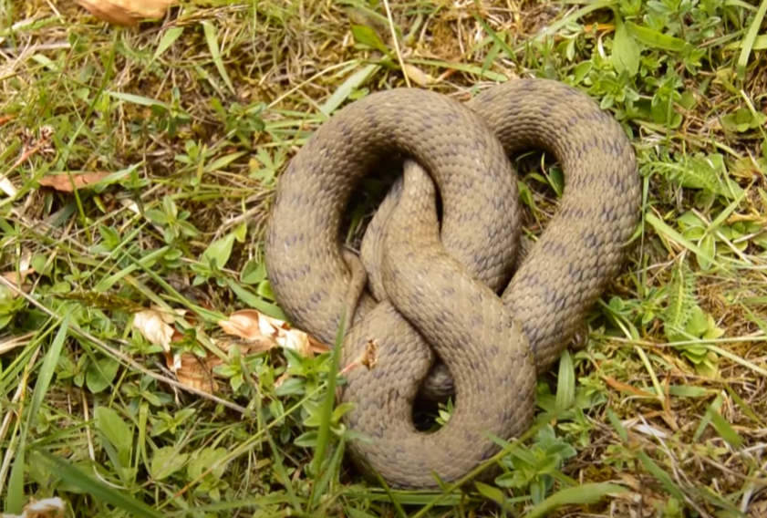 У Києві все частіше помічають змій: чи варто боятися "навали" та як захиститися від укусів