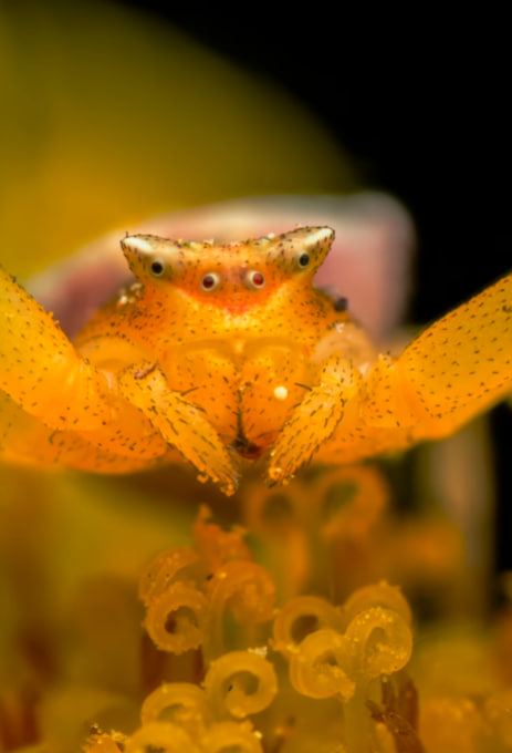 Крихітного павука показали у макрооб'єктиві. Дивіться на цього "монстра" (відео)