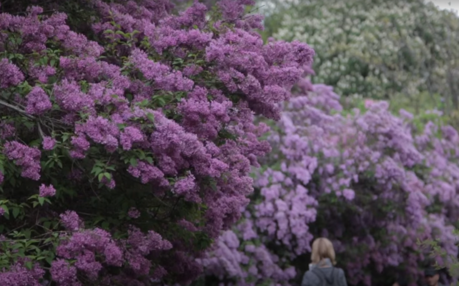 Чи можна ламати бузок: прикмети, несподівана новина від адвоката та думка садівників