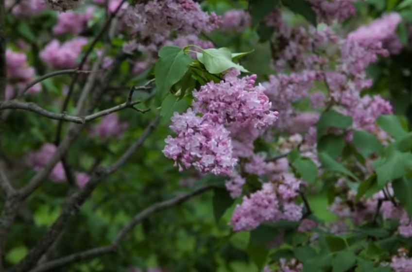 Чи можна ламати бузок: прикмети, несподівана новина від адвоката та думка садівників
