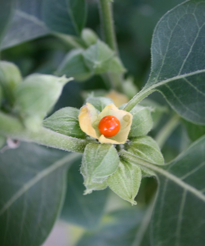 Що таке ашваганда? Вся правда про користь та шкоду цієї "панацеї"