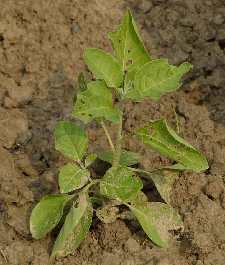 Що таке ашваганда? Вся правда про користь та шкоду цієї "панацеї"