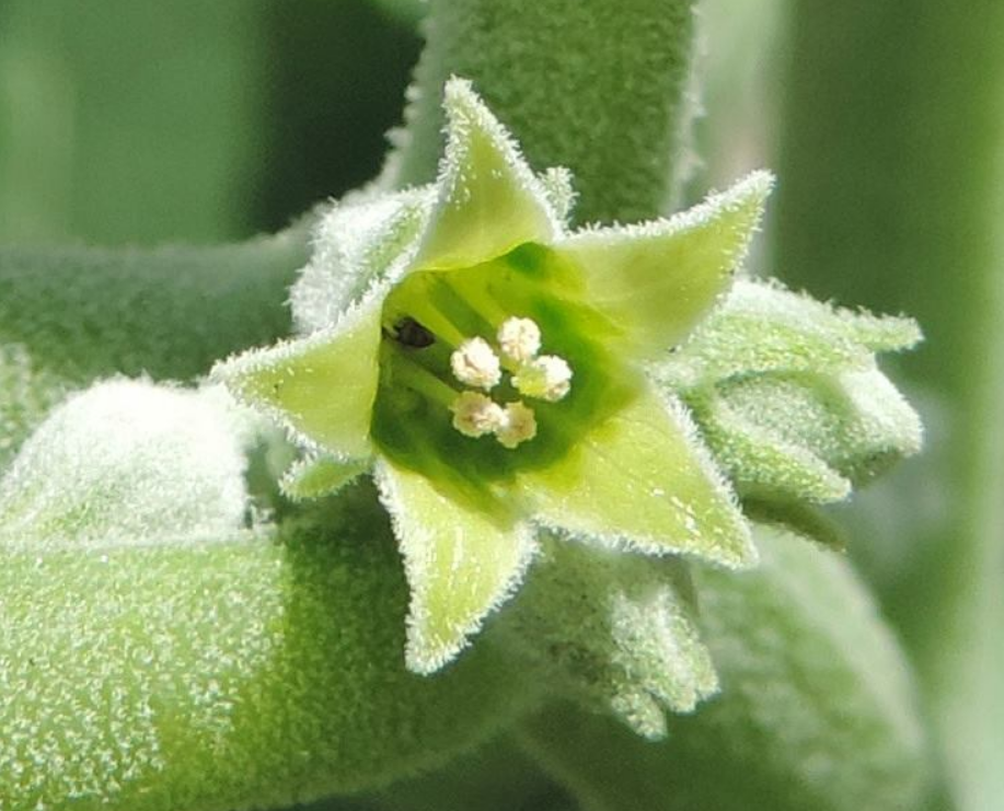 Що таке ашваганда? Вся правда про користь та шкоду цієї "панацеї"