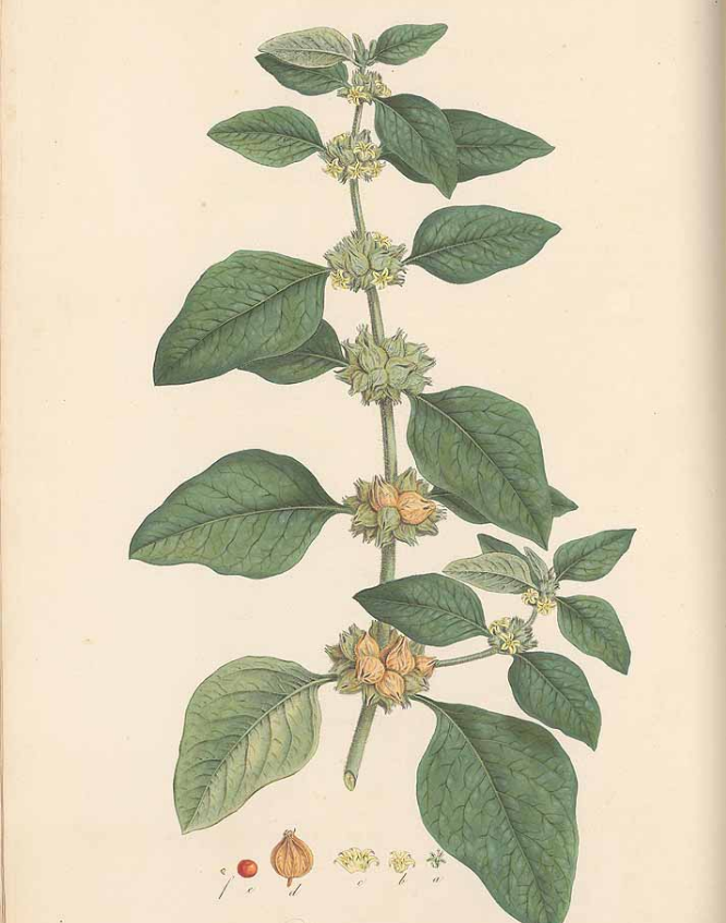 Що таке ашваганда? Вся правда про користь та шкоду цієї "панацеї"