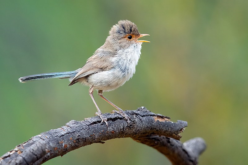 Яскраві пернаті: топ-6 найбарвистіших птахів планети