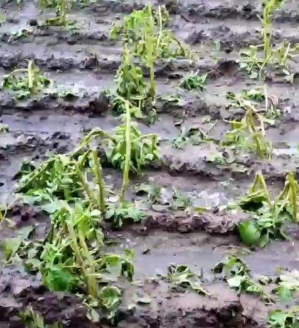 Побив автівки, будинки і врожай: у мережі показали, як град наробив лиха в Україні