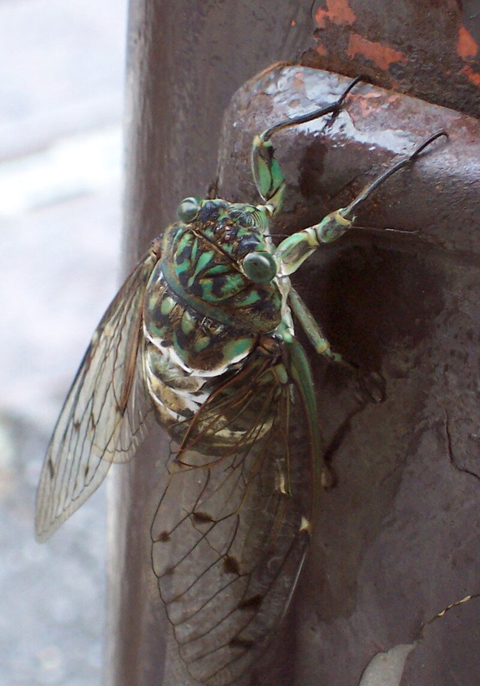 Чи правда, що цикади сплять у землі 17 років і можуть бути небезпечними для людини