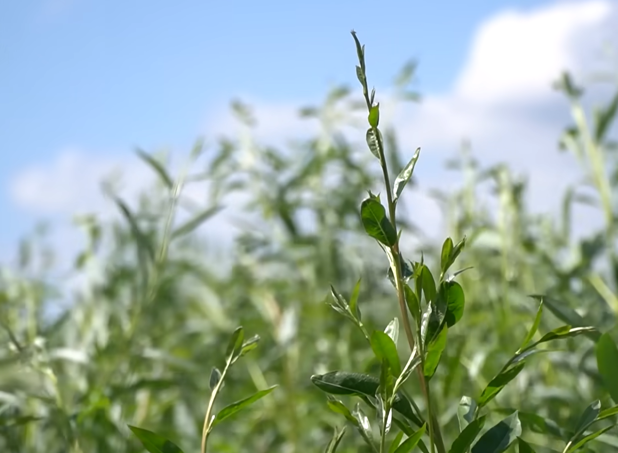 Годовщина подрыва Каховской ГЭС. Как выглядит бывшее водохранилище и "оживут" ли экосистемы