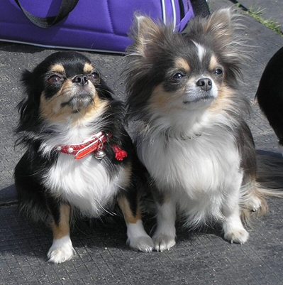 Топ-6 міні-собак, що ідеально підходять для квартири і мають чудове здоров'я