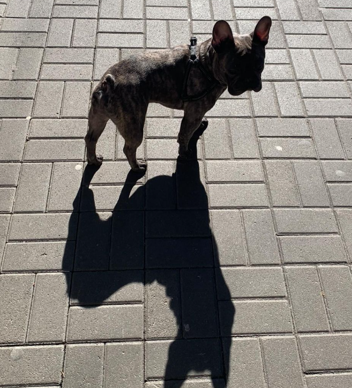 "Кохання з першого погляду": Алан Бадоєв заявив про "поповнення" в сім'ї (фото)