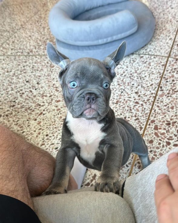 "Кохання з першого погляду": Алан Бадоєв заявив про "поповнення" в сім'ї (фото)