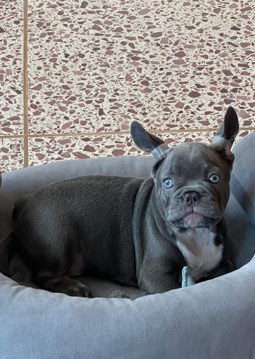 "Кохання з першого погляду": Алан Бадоєв заявив про "поповнення" в сім'ї (фото)