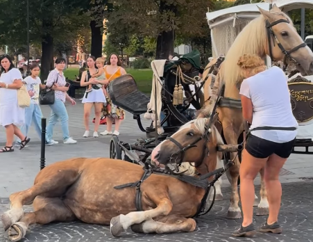 Во Львове разгорелся скандал из-за эксплуатации лошадей для развлечения туристов: что известно