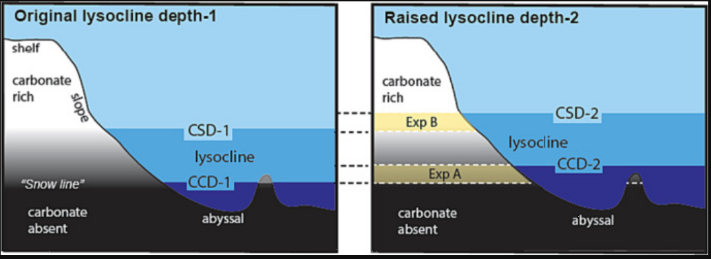 "Кислотна зона" океану стрімко збільшується: чим це небезпечно