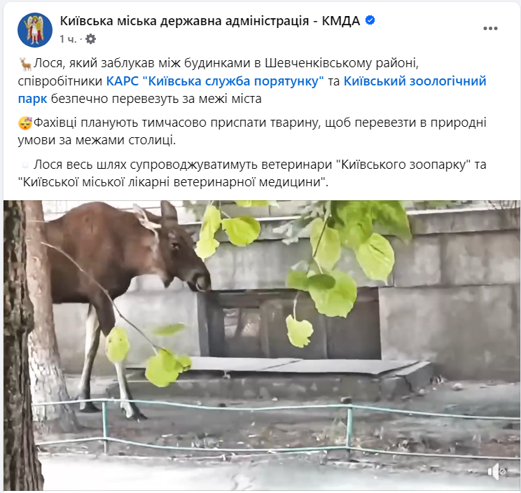 "Планують тимчасово приспати". Між будинками у центрі Києва заблукав лось (відео)
