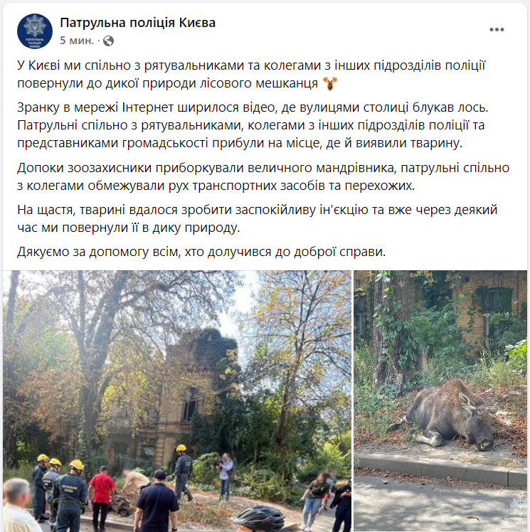 "Планують тимчасово приспати". Між будинками у центрі Києва заблукав лось (відео)