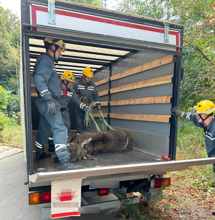 "Планують тимчасово приспати". Між будинками у центрі Києва заблукав лось (відео)