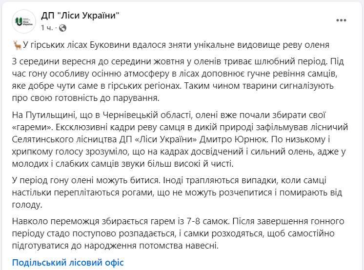 Українцям показали, як реве олень у шлюбний період: унікальне відео