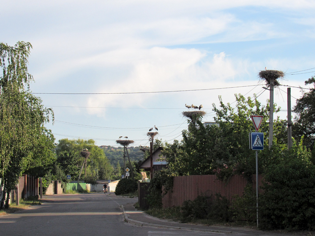 В этом селе под Киевом зафиксировано больше всего аистов: почему птицы выбрали Подгорцы