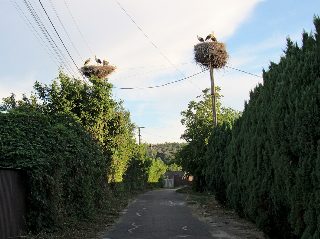 В этом селе под Киевом зафиксировано больше всего аистов: почему птицы выбрали Подгорцы