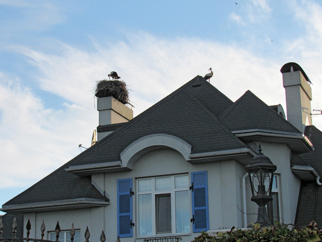 В этом селе под Киевом зафиксировано больше всего аистов: почему птицы выбрали Подгорцы