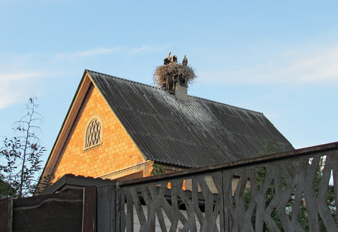 В этом селе под Киевом зафиксировано больше всего аистов: почему птицы выбрали Подгорцы