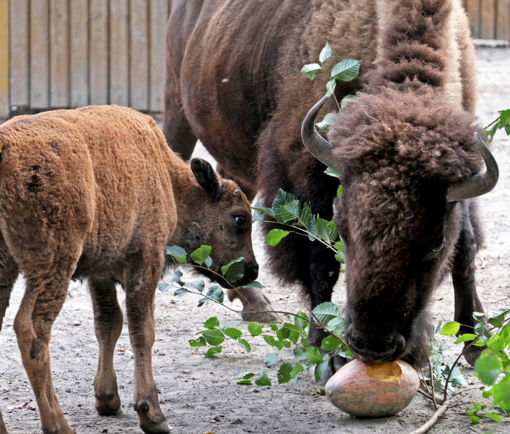 В Киеве будут проводить "тыквенные уикенды": о чем речь