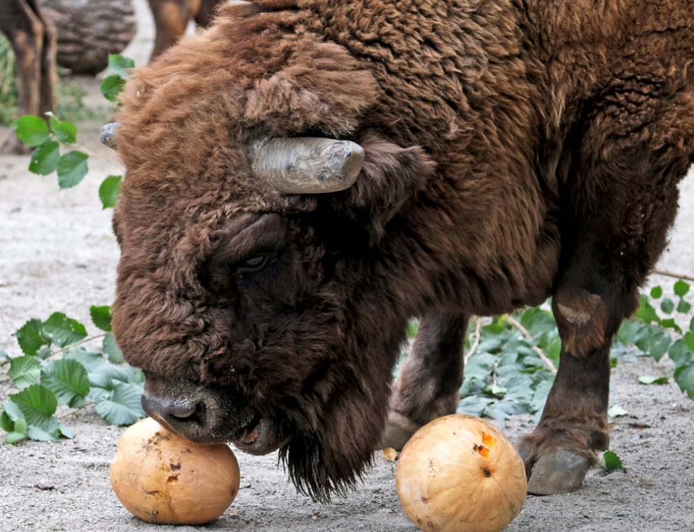 В Киеве будут проводить "тыквенные уикенды": о чем речь