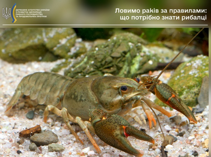 Як українцям можна ловити раків, щоб не отримати штраф: поради рибалкам