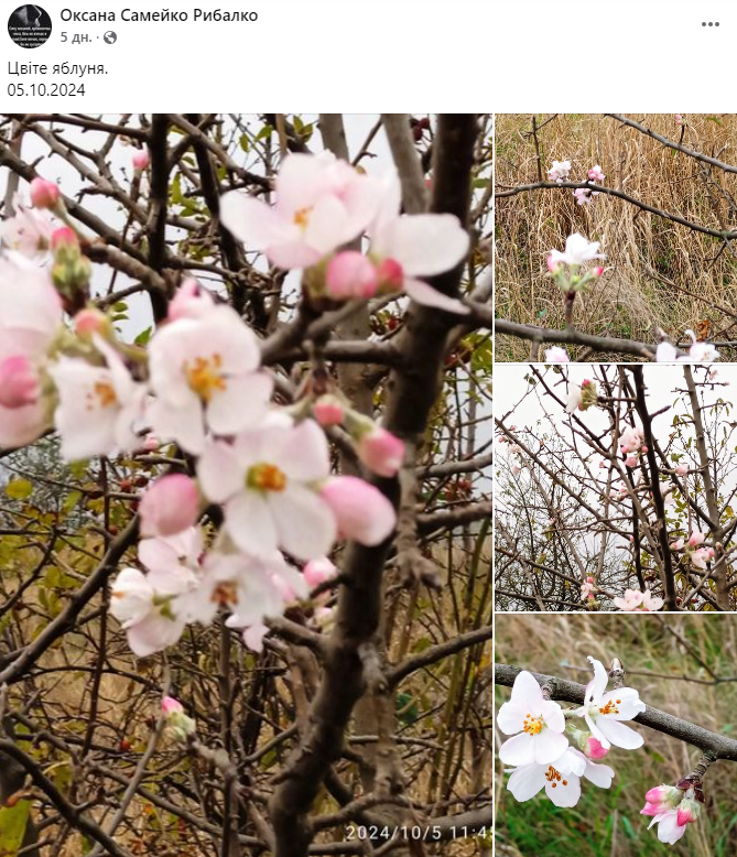 У різних регіонах України розцвітають плодові дерева. Як це вплине на врожай