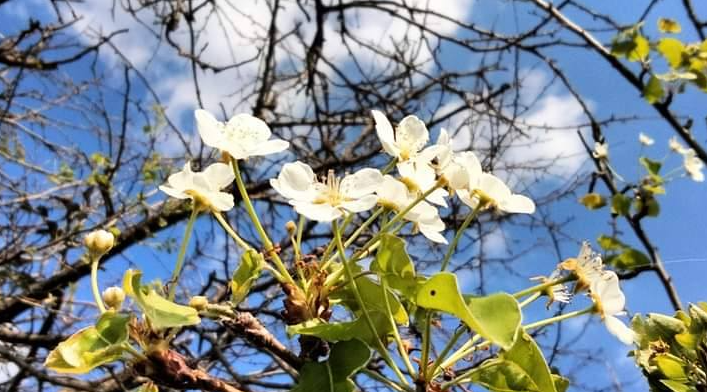 У різних регіонах України розцвітають плодові дерева. Як це вплине на врожай