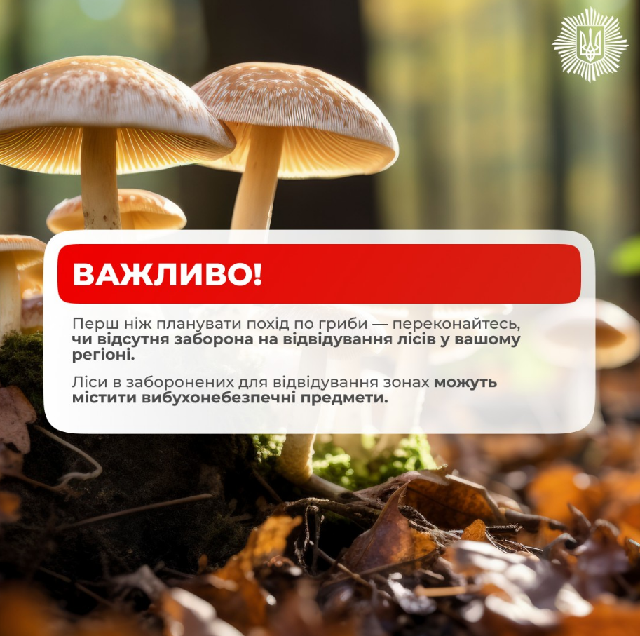 Як збирати гриби безпечно під час війни: поради МВС