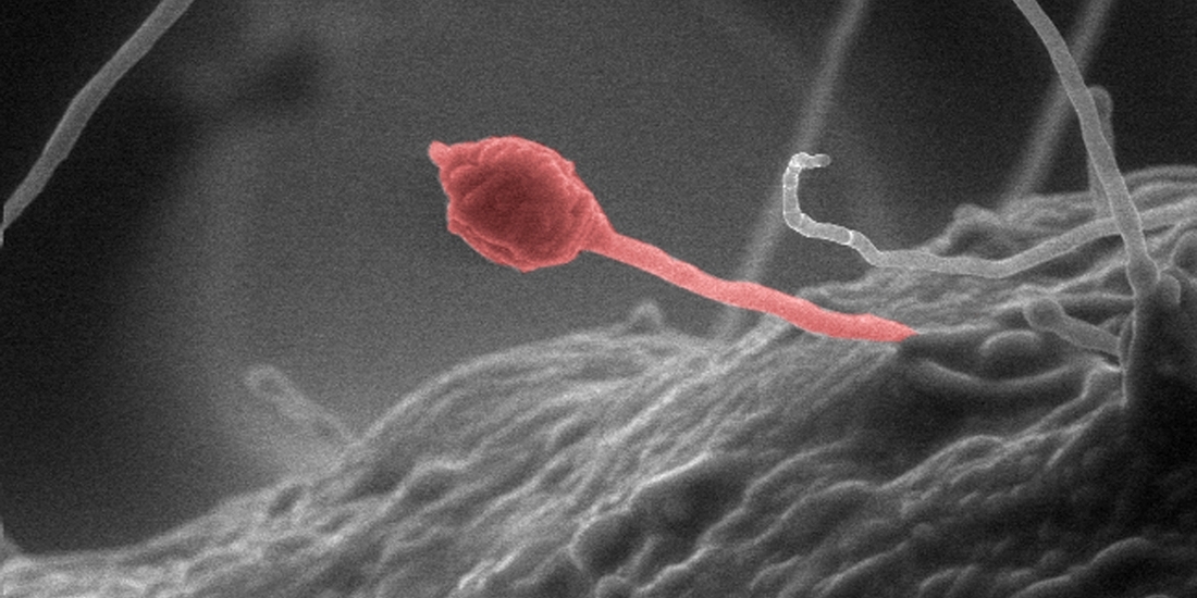 Ці факти не вкладаються в голові, але підтверджені науково: ви їх точно не знали