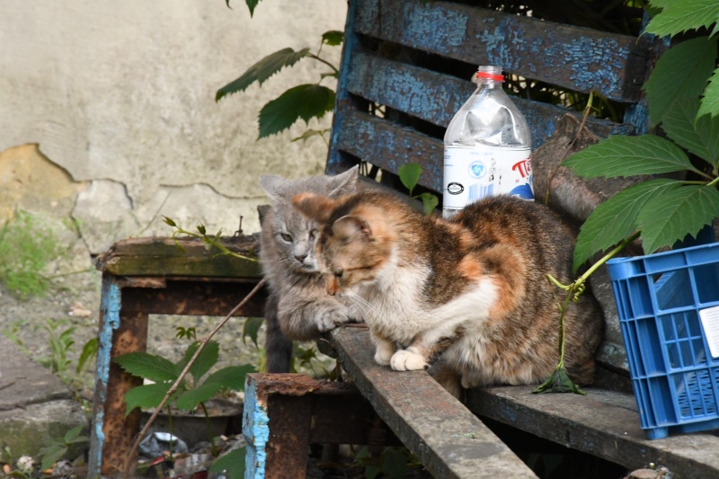 Бій артилерії та книги Булгакова. Репортаж із Часового Яру під ворожим обстрілом