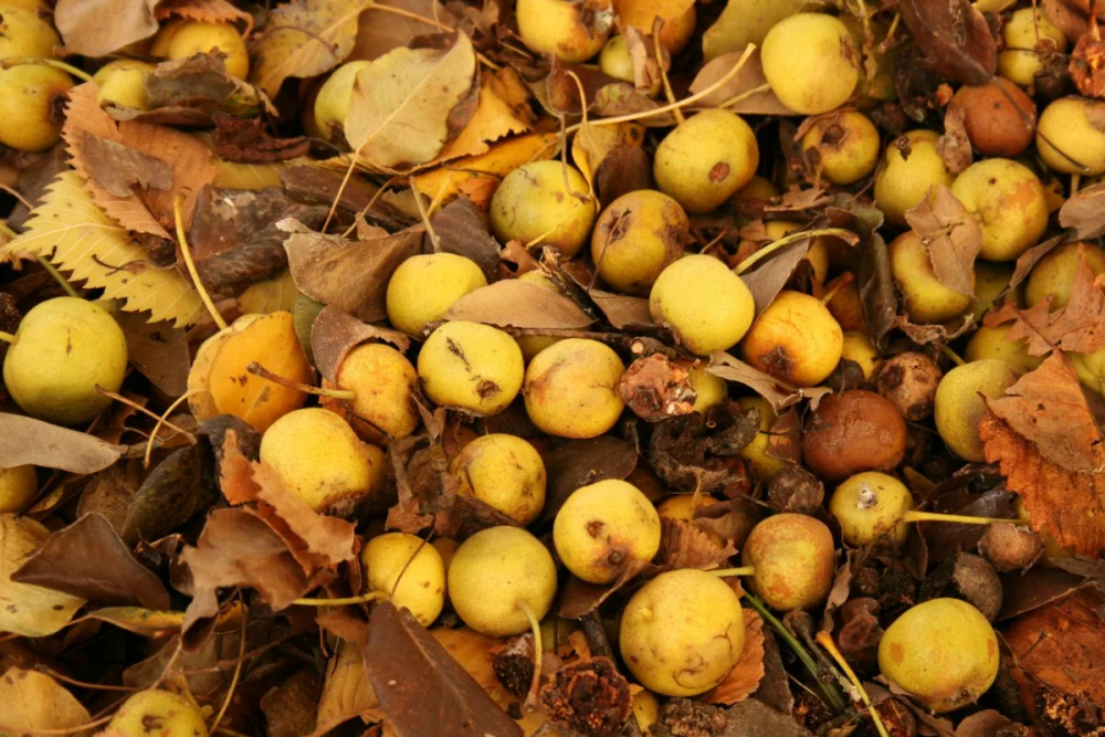 Цей "дикий" український фрукт покращує травлення та омолоджує організм