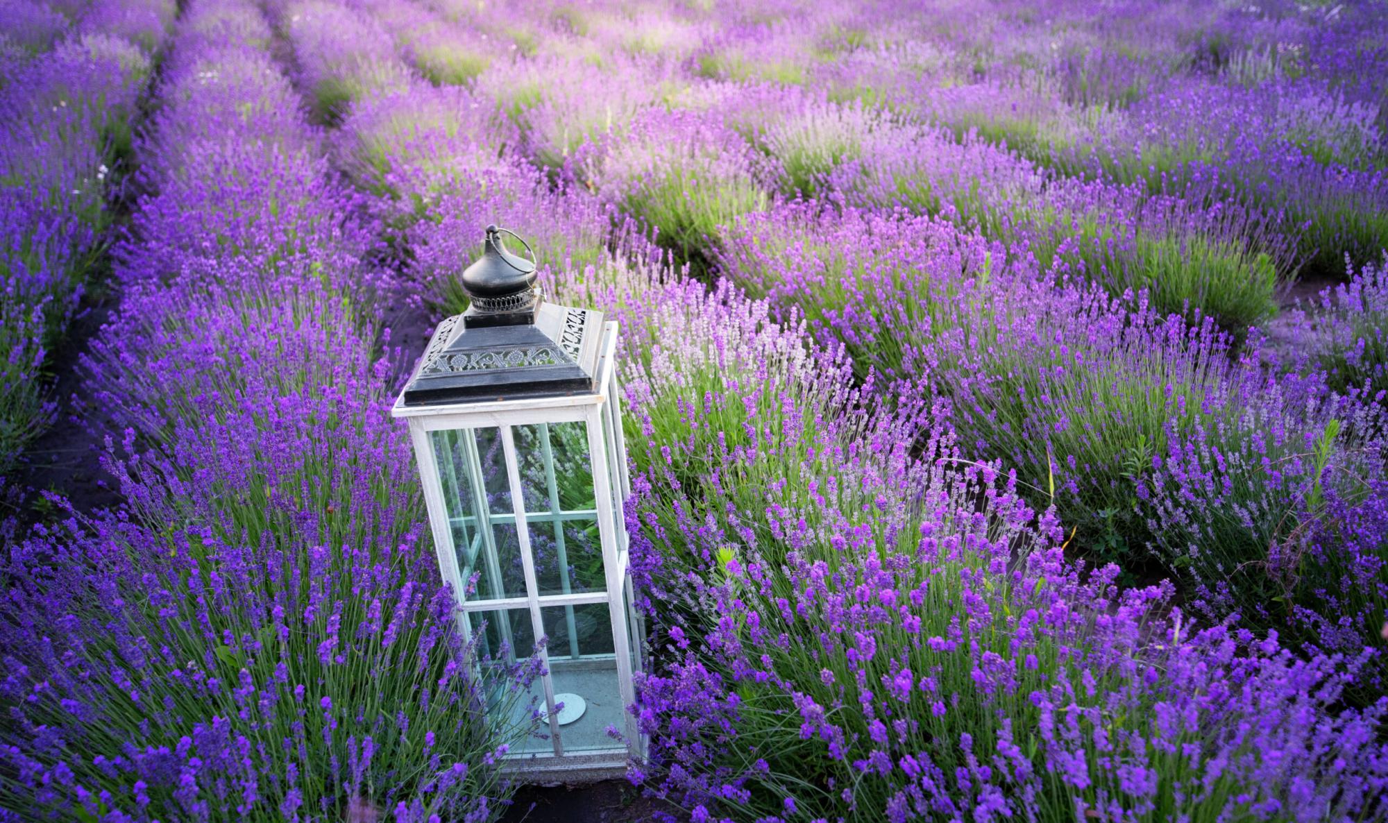 Де відпочити в Київській області на вихідних: топ локацій, які вражають (фото)