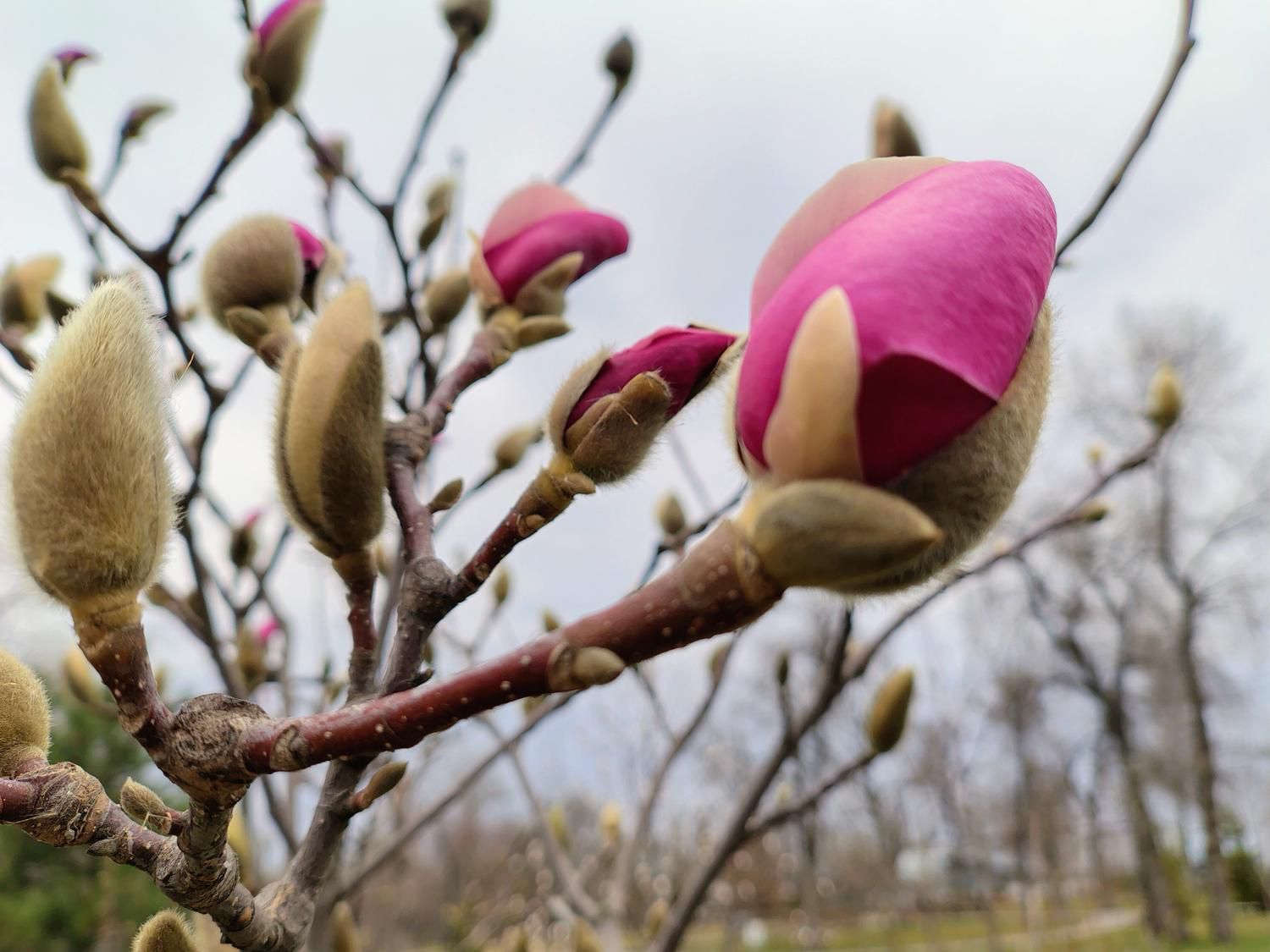 В Киеве расцвели первые сакуры и магнолии: где сделать яркие фото