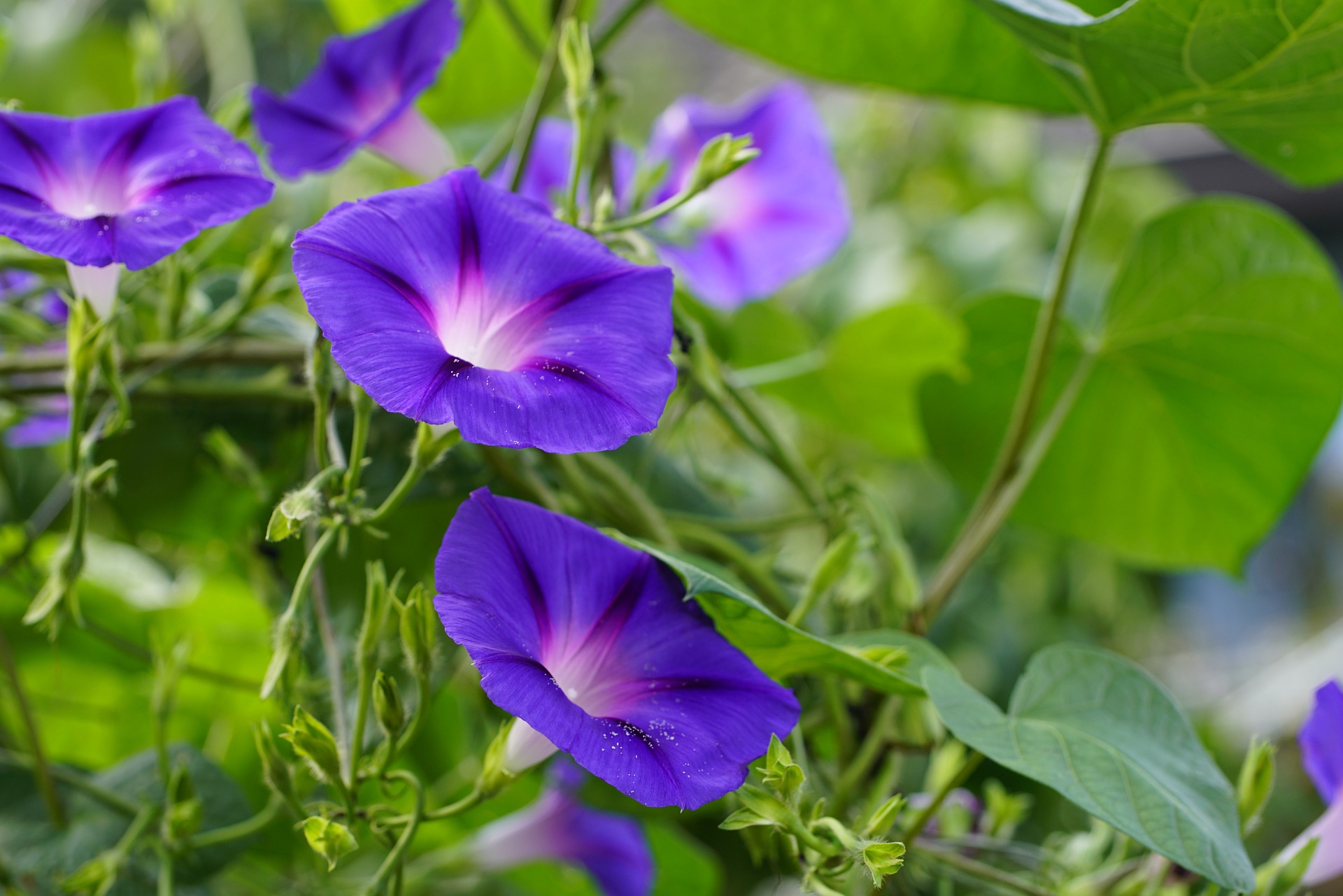 Будуть нагадувати взимку про літо. 6 вуличних квітів, які чудово ростуть у квартирі