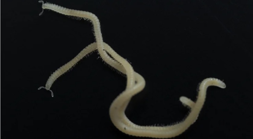 Вчені знайшли істоту, у якої нема очей, зате є майже 500 ніг (фото і відео)