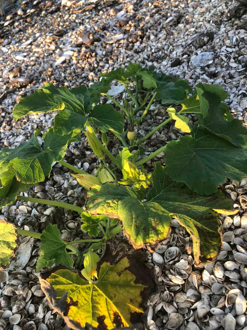 На дні Каховського водосховища утворилися городи: там не лише картопля (фото)