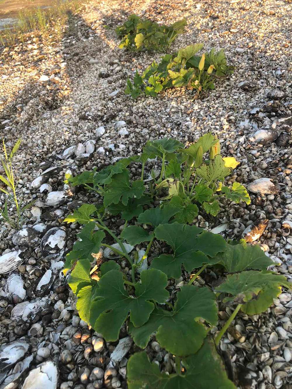 На дні Каховського водосховища утворилися городи: там не лише картопля (фото)