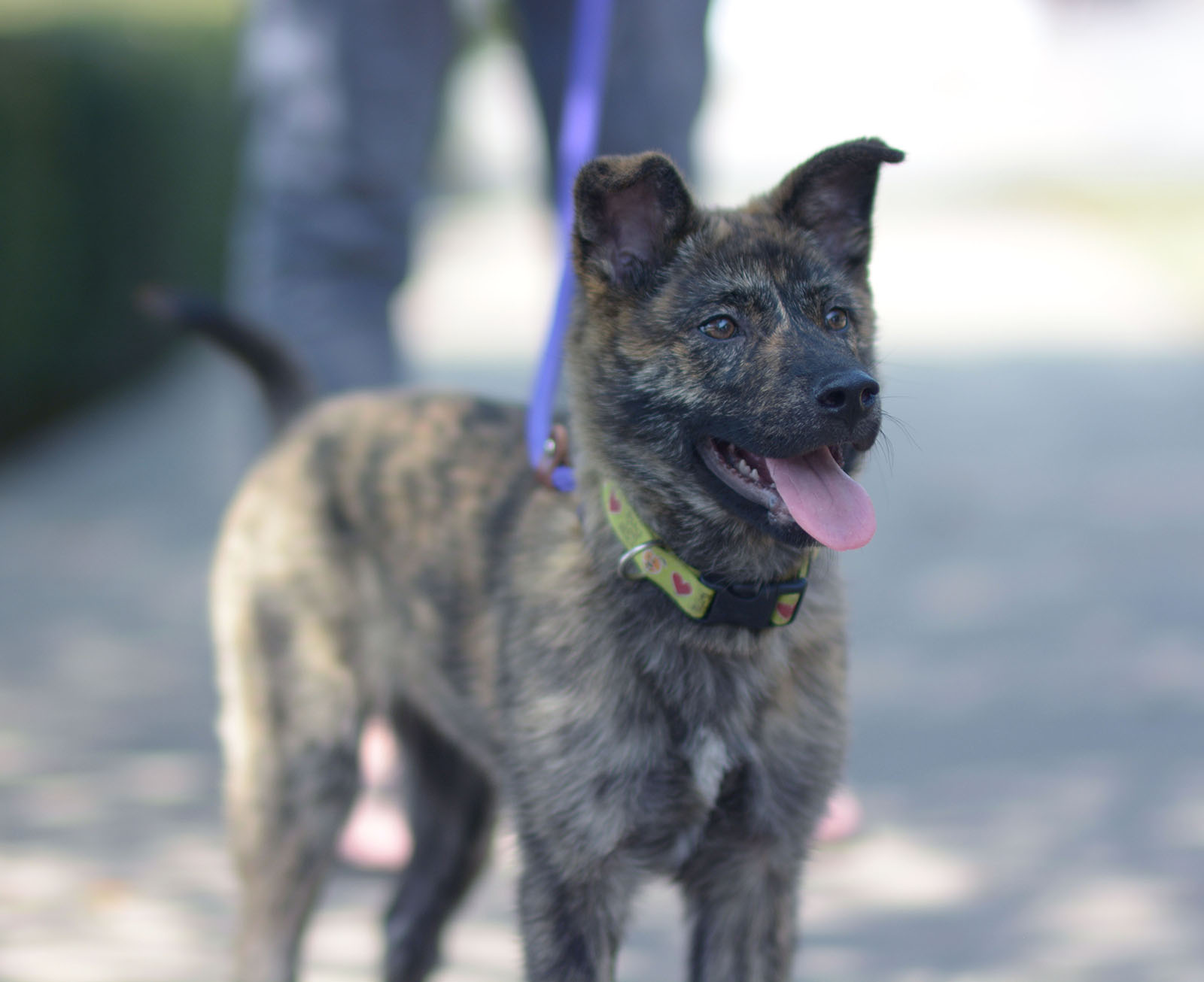 10 найрідкісніших порід собак у світі: навіть не всі кінологи знають про такі