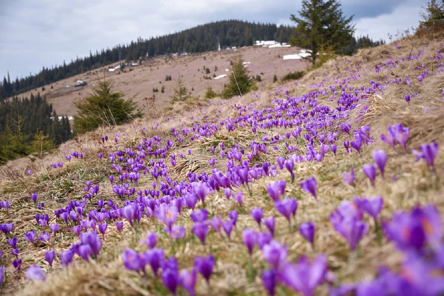Такое бывает раз в году! Почему стоит поспешить в Карпаты, чтобы увидеть цветение крокусов (фото)