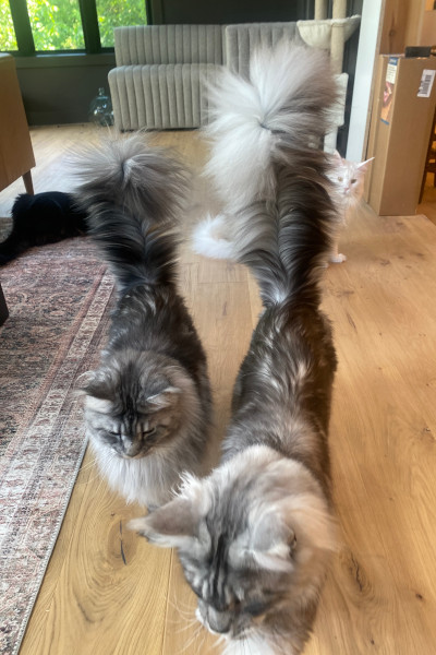 Кіт Пагслі став рекордсменом Книги Гіннесса завдяки своєму хвосту (фото)